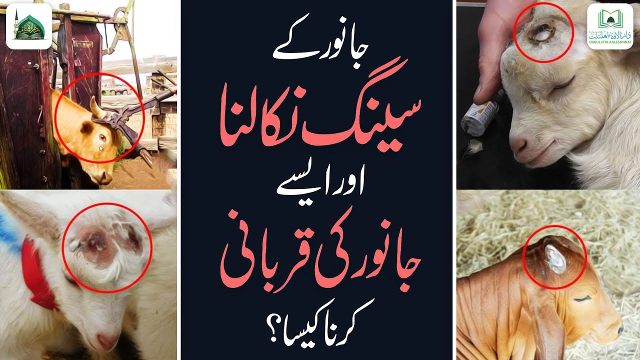 Janwar Ke Seeng Nikal Dena Kaisa Aur Aese Janwar Ki Qurbani Karna Kaisa?